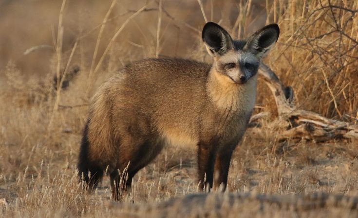 Bat-eared Fox in Tanzania